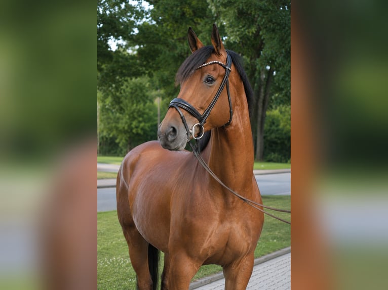 Bayerisches Warmblut Stute 4 Jahre 174 cm Brauner in Krailling