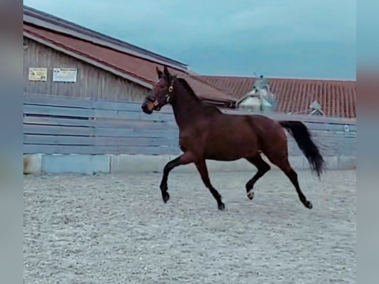 Bayerisches Warmblut Stute 4 Jahre 174 cm Brauner in Hofstetten