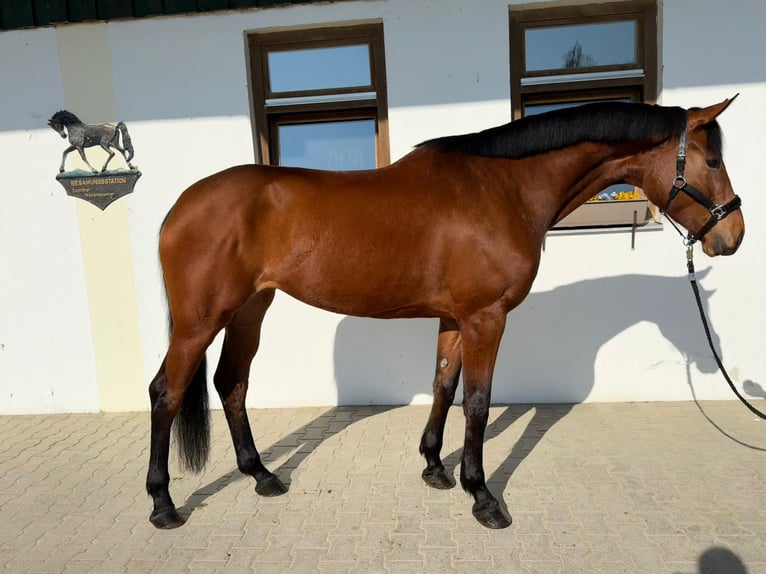 Bayerisches Warmblut Stute 4 Jahre 175 cm Brauner in Rottenburg an der Laaber