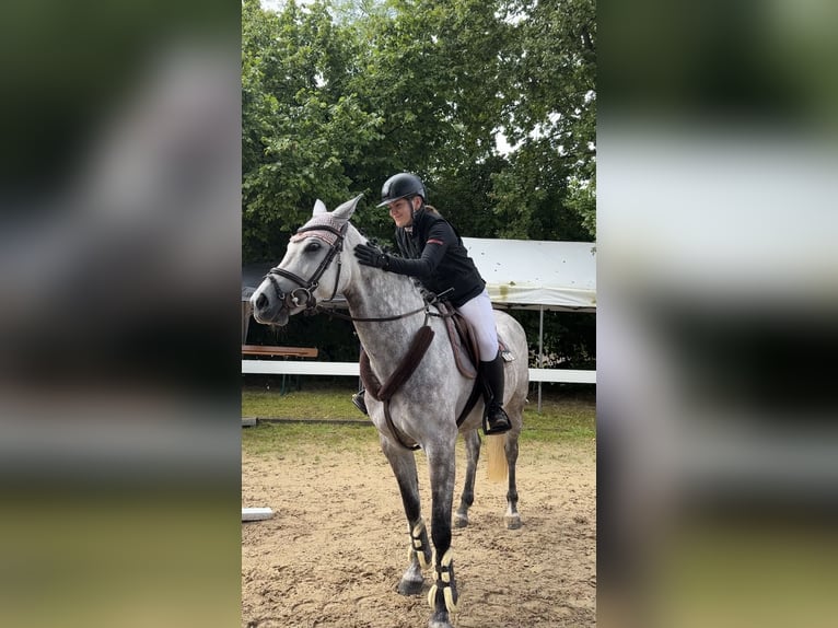 Bayerisches Warmblut Stute 5 Jahre 164 cm Apfelschimmel in Weichs