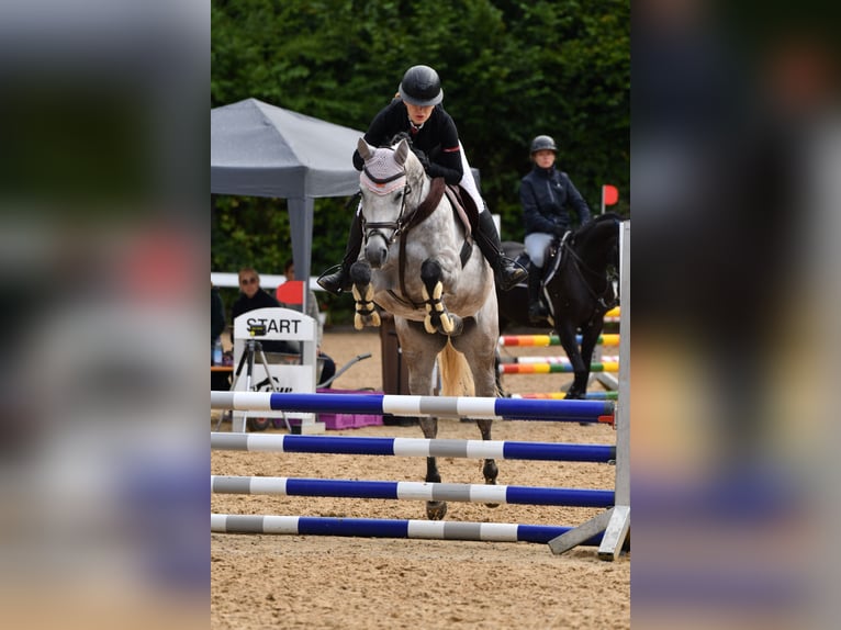 Bayerisches Warmblut Stute 5 Jahre 164 cm Apfelschimmel in Weichs
