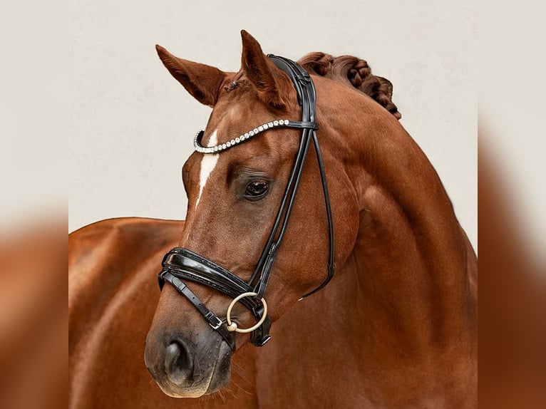 Bayerisches Warmblut Stute 5 Jahre 165 cm Fuchs in Moosburg