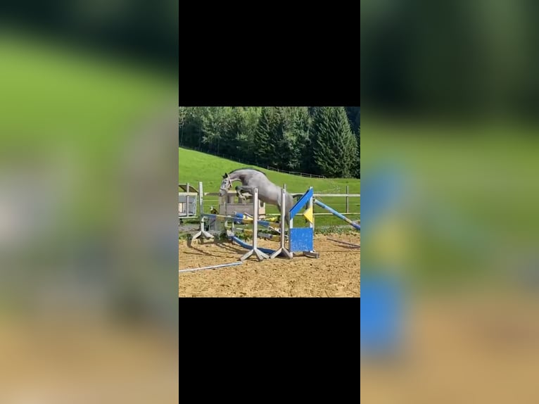 Bayerisches Warmblut Stute 5 Jahre 165 cm Schimmel in Riezlern