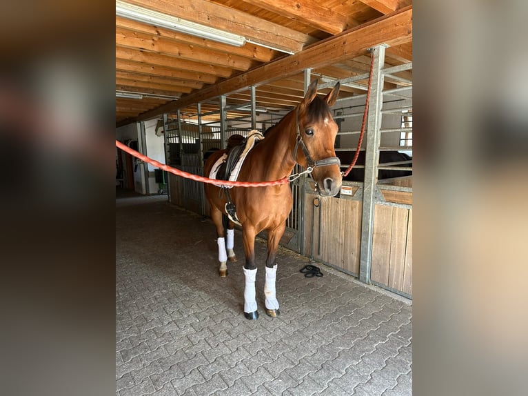Bayerisches Warmblut Stute 5 Jahre 166 cm Brauner in Moosburg