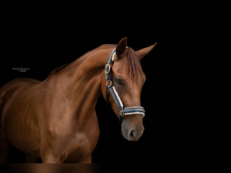 Bayerisches Warmblut Stute 5 Jahre 166 cm Dunkelfuchs in Hofheim am Taunus