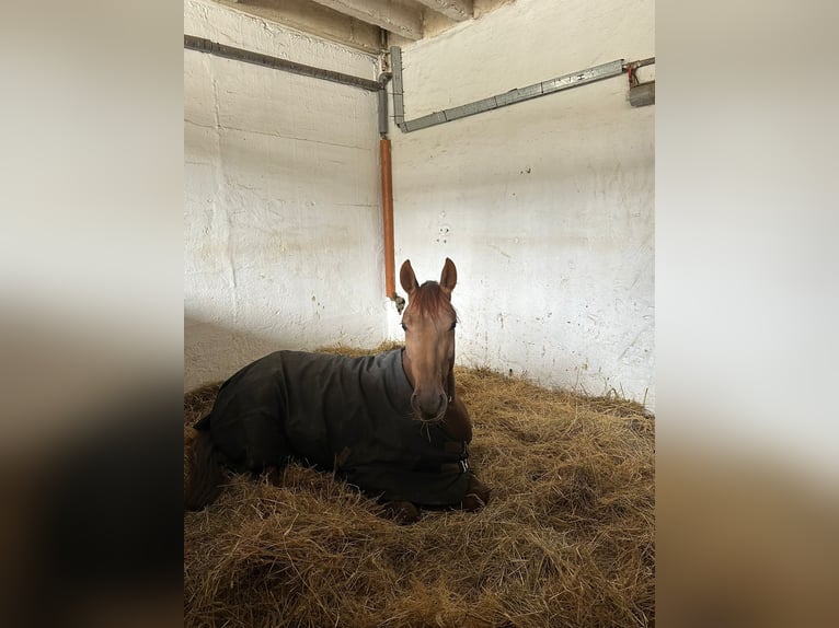 Bayerisches Warmblut Stute 5 Jahre 166 cm Dunkelfuchs in Hofheim am Taunus
