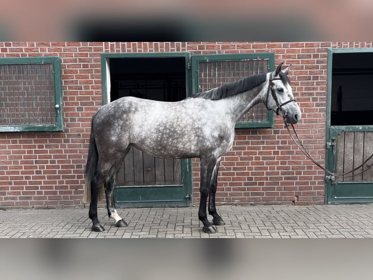 Bayerisches Warmblut Stute 5 Jahre 168 cm Schimmel in Nettetal