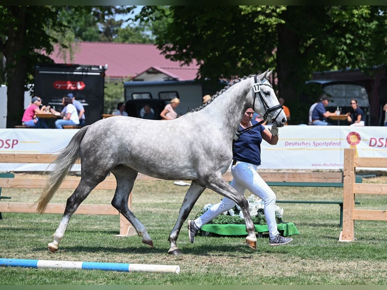 Bayerisches Warmblut Stute 5 Jahre 168 cm Schimmel in Eberfing
