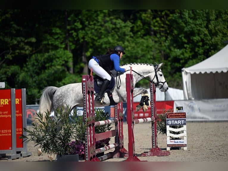 Bayerisches Warmblut Stute 5 Jahre 168 cm Schimmel in Eberfing