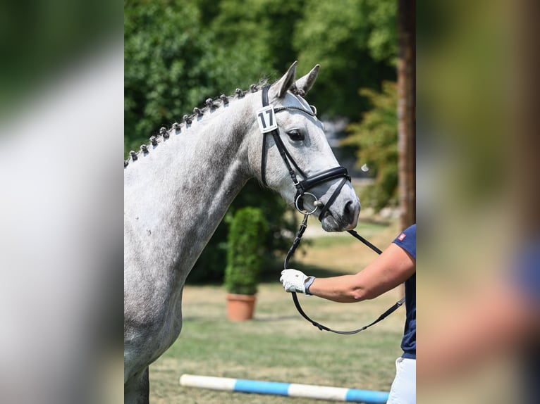 Bayerisches Warmblut Stute 5 Jahre 168 cm Schimmel in Eberfing