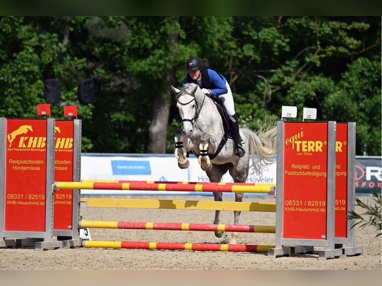 Bayerisches Warmblut Stute 5 Jahre 168 cm Schimmel in Eberfing