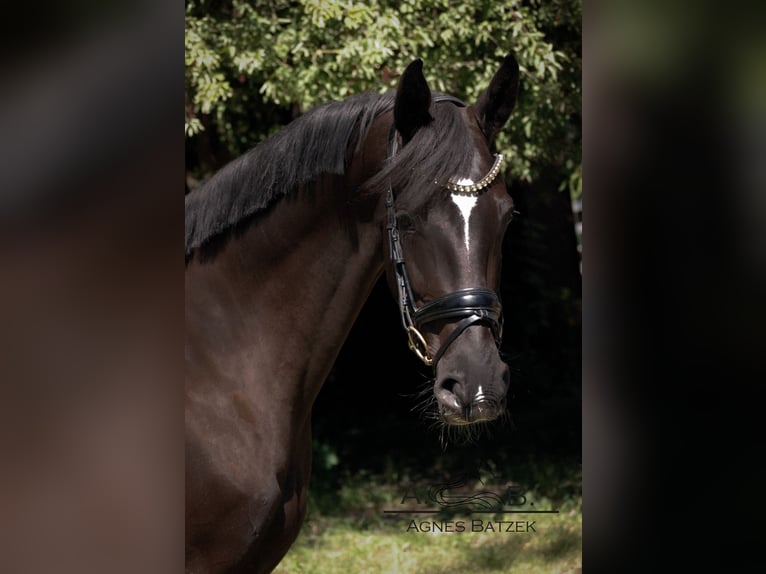 Bayerisches Warmblut Stute 5 Jahre 170 cm Rappe in Landshut
