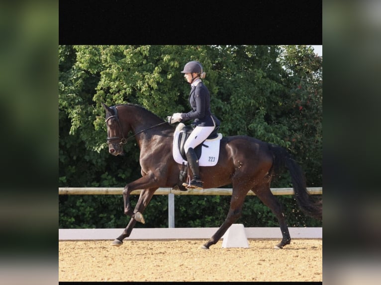 Bayerisches Warmblut Stute 5 Jahre 170 cm Rappe in Landshut