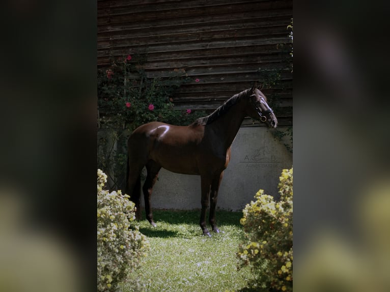Bayerisches Warmblut Stute 5 Jahre 170 cm Rappe in Landshut