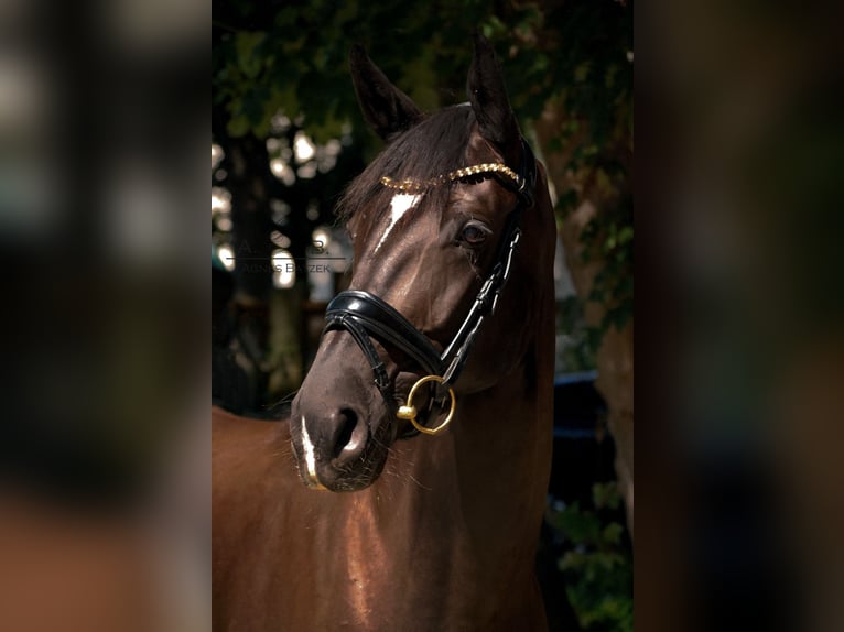 Bayerisches Warmblut Stute 5 Jahre 170 cm Rappe in Landshut