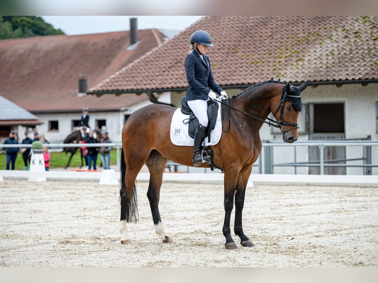 Bayerisches Warmblut Stute 5 Jahre 172 cm Dunkelbrauner in Marktl
