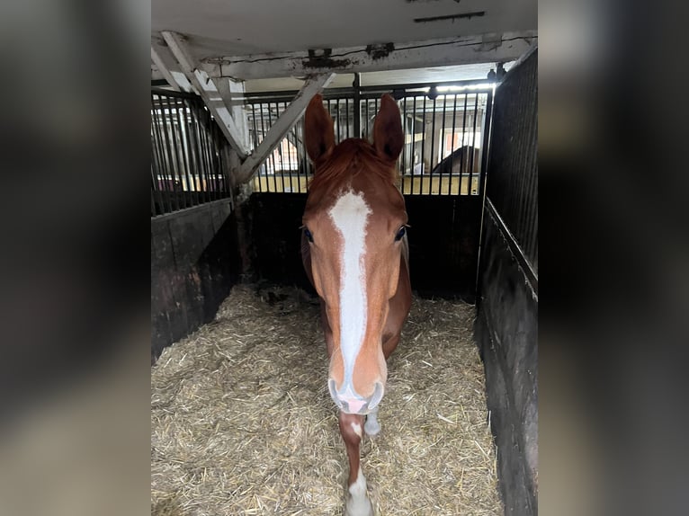 Bayerisches Warmblut Stute 6 Jahre 160 cm Fuchs in Garching bei München