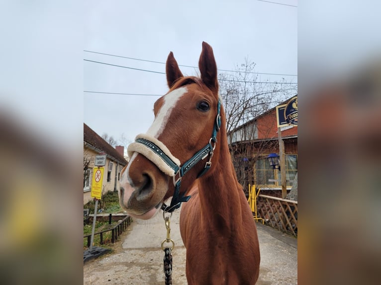 Bayerisches Warmblut Stute 6 Jahre 160 cm Fuchs in Garching bei München