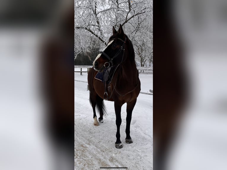 Bayerisches Warmblut Stute 6 Jahre 162 cm  in Eichstätt
