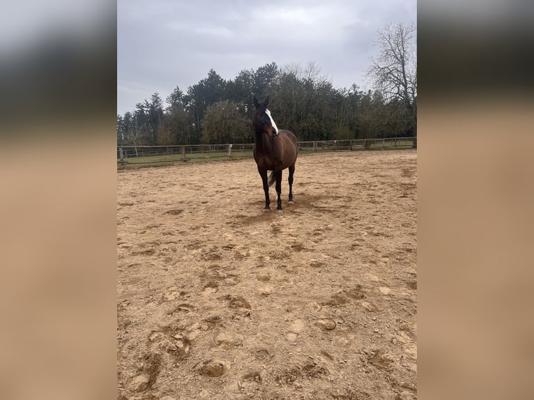 Bayerisches Warmblut Stute 6 Jahre 162 cm  in Eichstätt