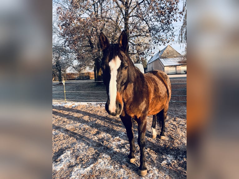 Bayerisches Warmblut Stute 6 Jahre 162 cm  in Eichstätt