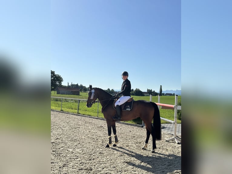 Bayerisches Warmblut Stute 6 Jahre 163 cm Brauner in Weichs