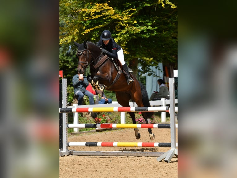 Bayerisches Warmblut Stute 6 Jahre 163 cm Brauner in Weichs