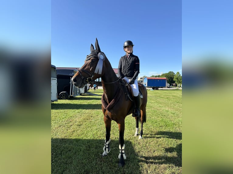 Bayerisches Warmblut Stute 6 Jahre 163 cm Brauner in Weichs