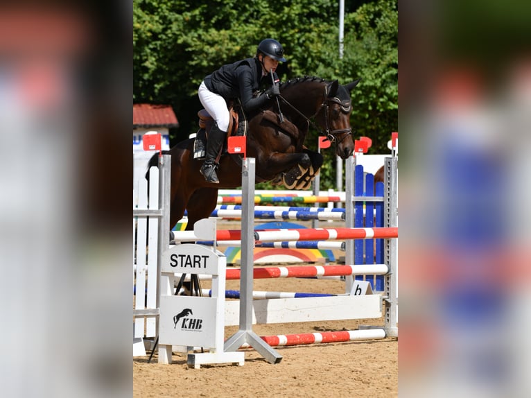 Bayerisches Warmblut Stute 6 Jahre 163 cm Brauner in Weichs