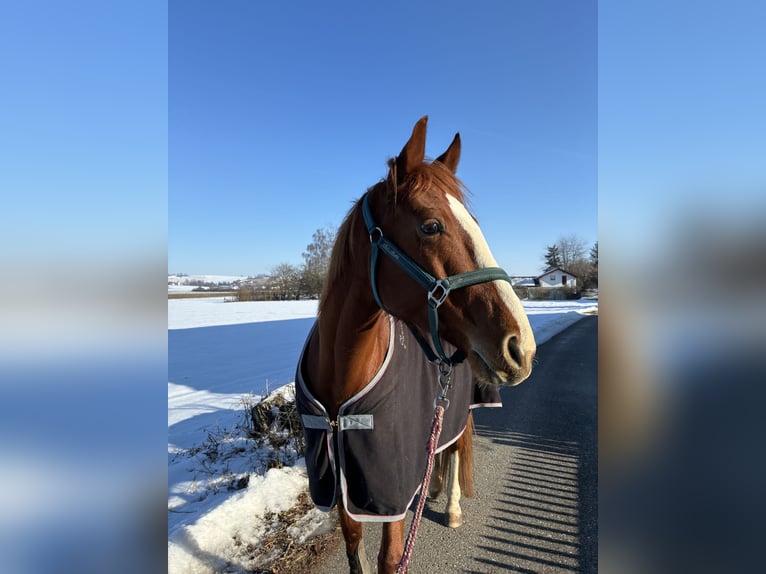 Bayerisches Warmblut Stute 6 Jahre 163 cm Fuchs in Bad Griesbach im Rottal