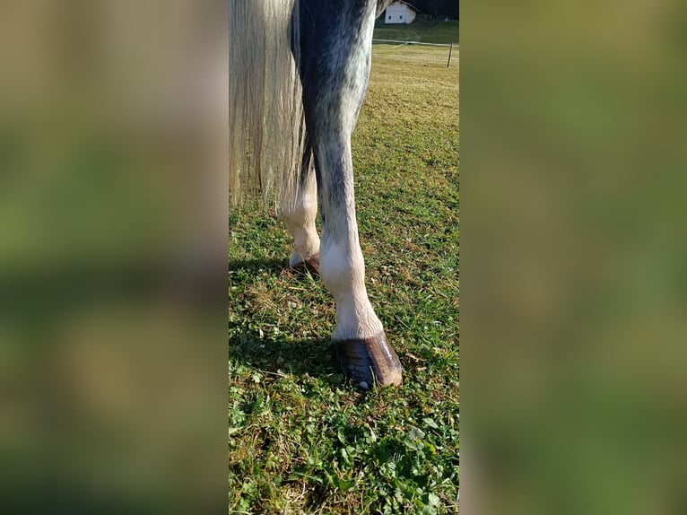 Bayerisches Warmblut Stute 6 Jahre 164 cm Schimmel in Bocholt