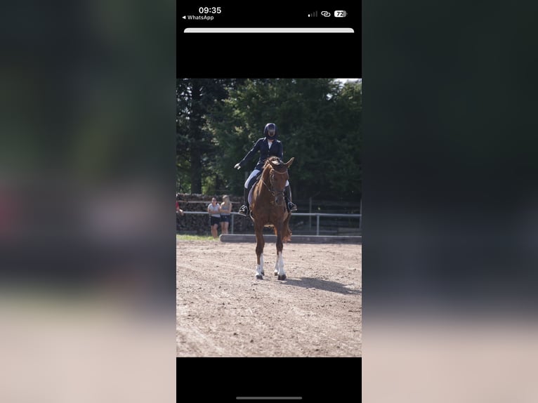 Bayerisches Warmblut Stute 6 Jahre 168 cm Dunkelfuchs in Wilhermsdorf