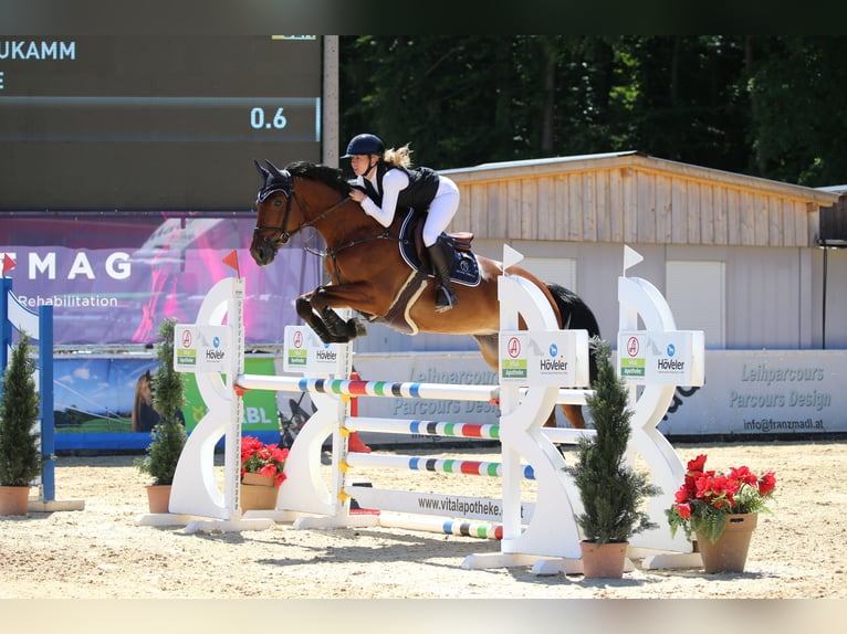 Bayerisches Warmblut Stute 6 Jahre 170 cm Brauner in Lauchheim