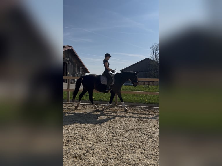 Bayerisches Warmblut Stute 6 Jahre 172 cm Dunkelbrauner in Landsberg am Lech