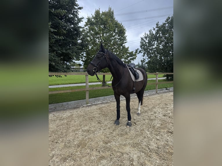 Bayerisches Warmblut Stute 6 Jahre 173 cm Dunkelbrauner in Buchloe