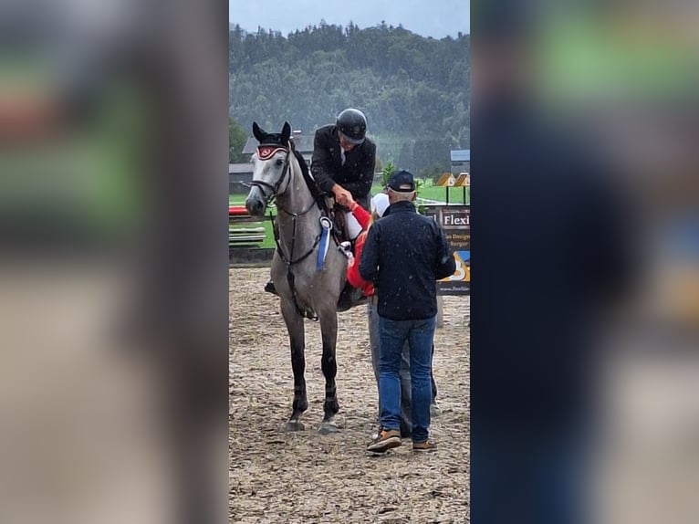 Bayerisches Warmblut Stute 6 Jahre 176 cm Apfelschimmel in Waging am See