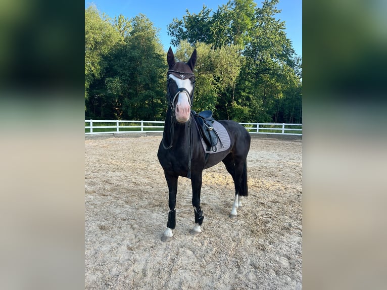 Bayerisches Warmblut Stute 7 Jahre 161 cm Rappe in Straubing