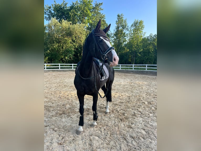 Bayerisches Warmblut Stute 7 Jahre 161 cm Rappe in Straubing