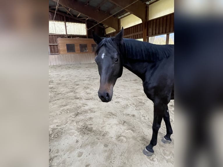 Bayerisches Warmblut Stute 7 Jahre 162 cm Brauner in Bayrischzell