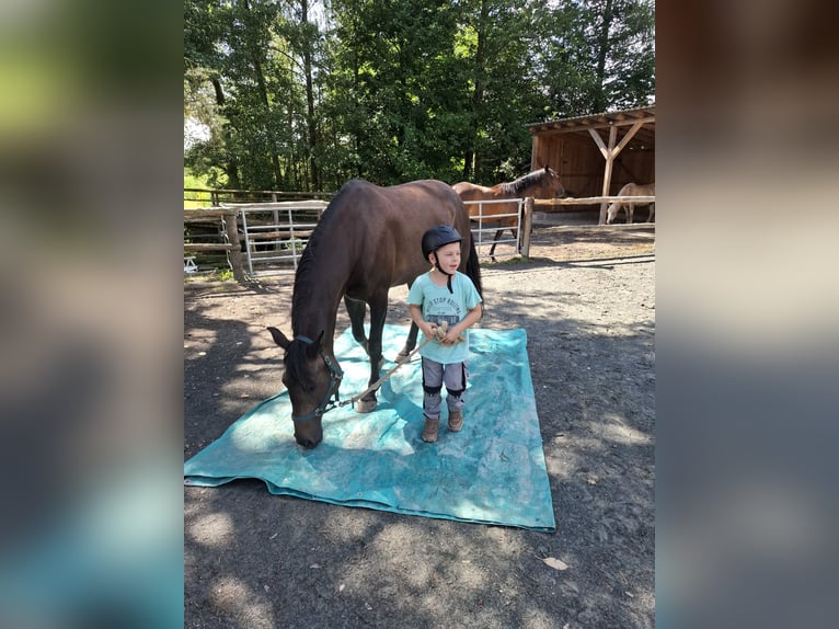 Bayerisches Warmblut Mix Stute 7 Jahre 163 cm Dunkelbrauner in Schönbrunn