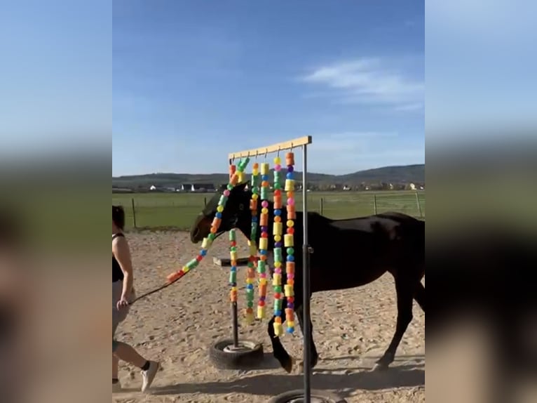 Bayerisches Warmblut Mix Stute 7 Jahre 163 cm Dunkelbrauner in Schönbrunn
