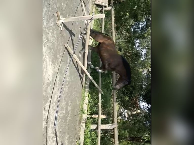 Bayerisches Warmblut Mix Stute 7 Jahre 163 cm Dunkelbrauner in Schönbrunn