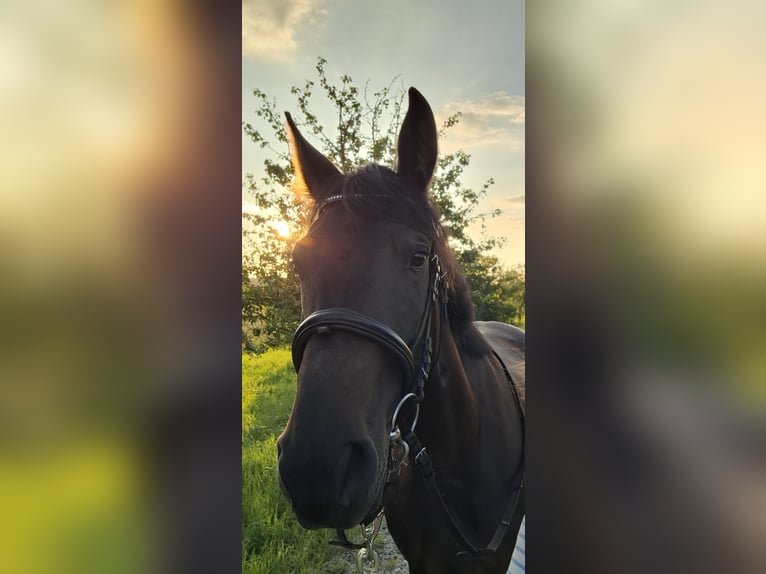 Bayerisches Warmblut Mix Stute 7 Jahre 163 cm Dunkelbrauner in Schönbrunn