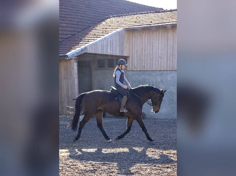 Bayerisches Warmblut Stute 7 Jahre 166 cm Dunkelbrauner in Altenmünster