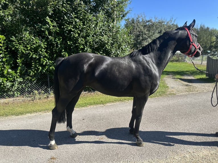 Bayerisches Warmblut Stute 8 Jahre 160 cm Rappe in Ellgau