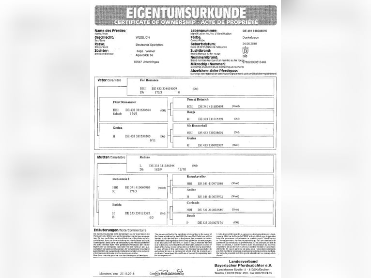 Bayerisches Warmblut Stute 8 Jahre 162 cm Dunkelbrauner in Unterthingau