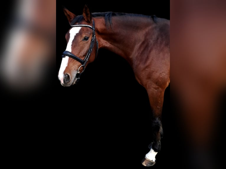 Bayerisches Warmblut Stute 8 Jahre 166 cm Brauner in Tittmoning