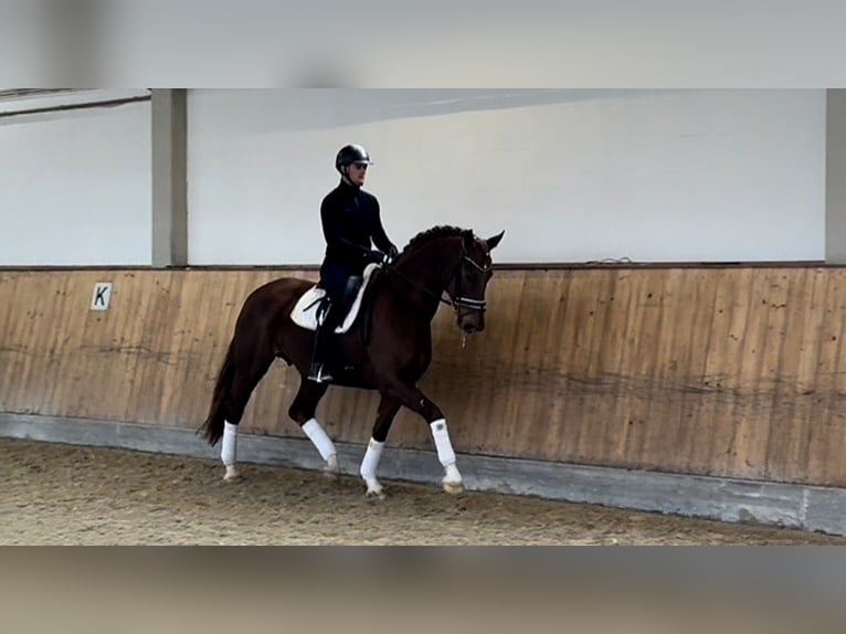Bayerisches Warmblut Stute 8 Jahre Fuchs in Rottenburg an der Laaber