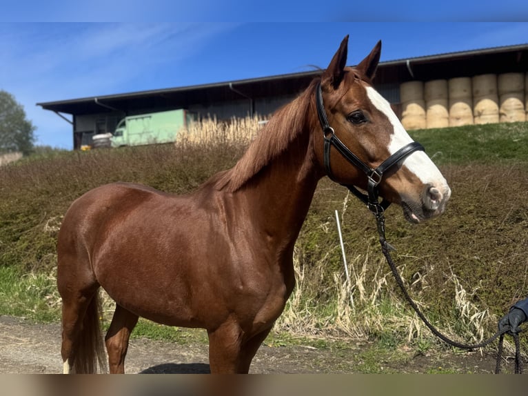 Bayerisches Warmblut Stute 9 Jahre 162 cm Fuchs in Witzmannsberg