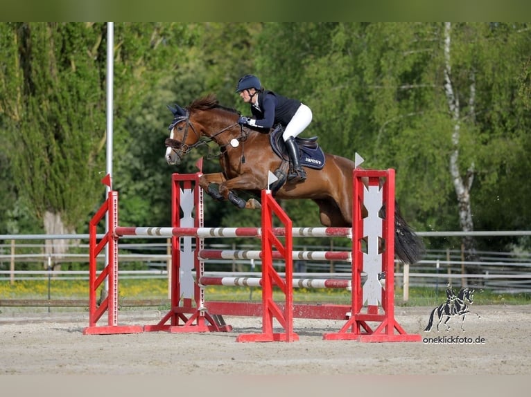 Bayerisches Warmblut Stute 9 Jahre 168 cm Fuchs in Neuhütten